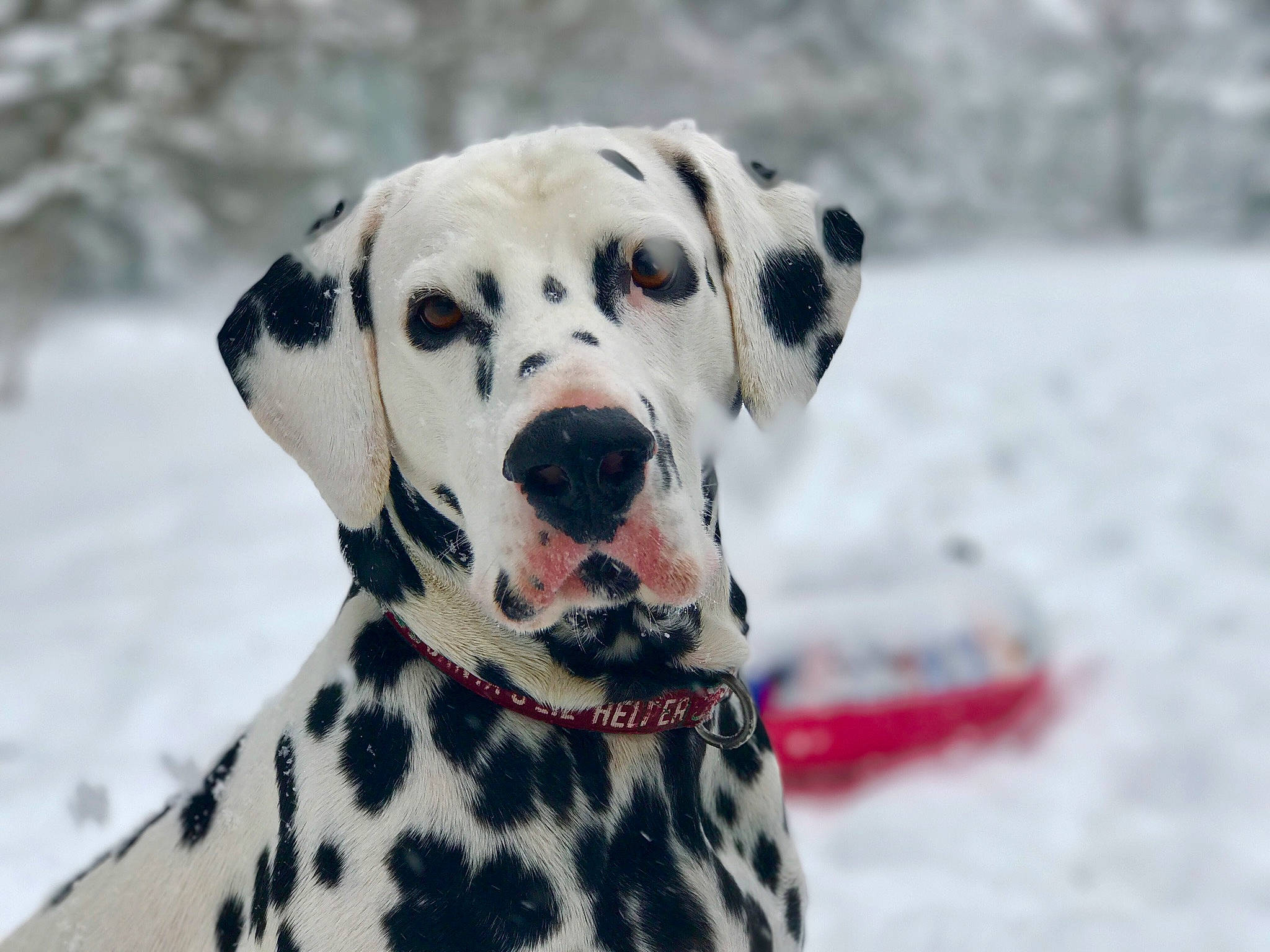 Einstein joined the competition — help win amazing prizes! canidae, carnivore, dalmatian, dog, dog_breed, mammal, non_sporting_group, snout, sporting_group, vertebrate