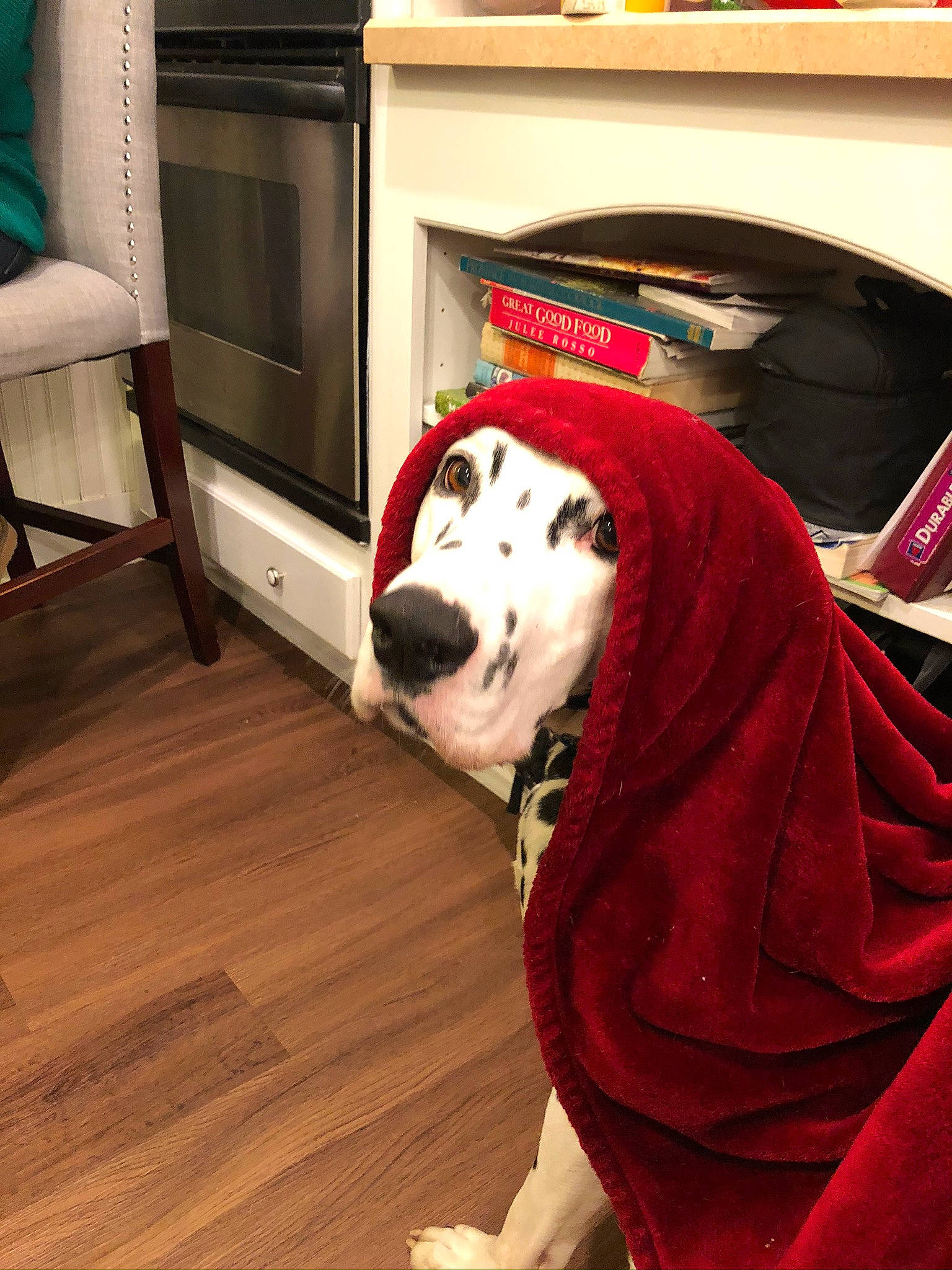 Einstein joined the competition — help win amazing prizes! alaskan_malamute, canidae, carnivore, companion_dog, dalmatian, dog, dog_breed, dog_clothes, floor, flooring, non_sporting_group, room, snout, sporting_group