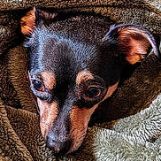 Sadie Mae joined the competition — help win amazing prizes! dog, pet, close_up, blanket, cozy, brown, fur, ears, animal, cute, comfort, resting, indoors, snuggled, soft_texture, expression, face, canine, warm, relaxed