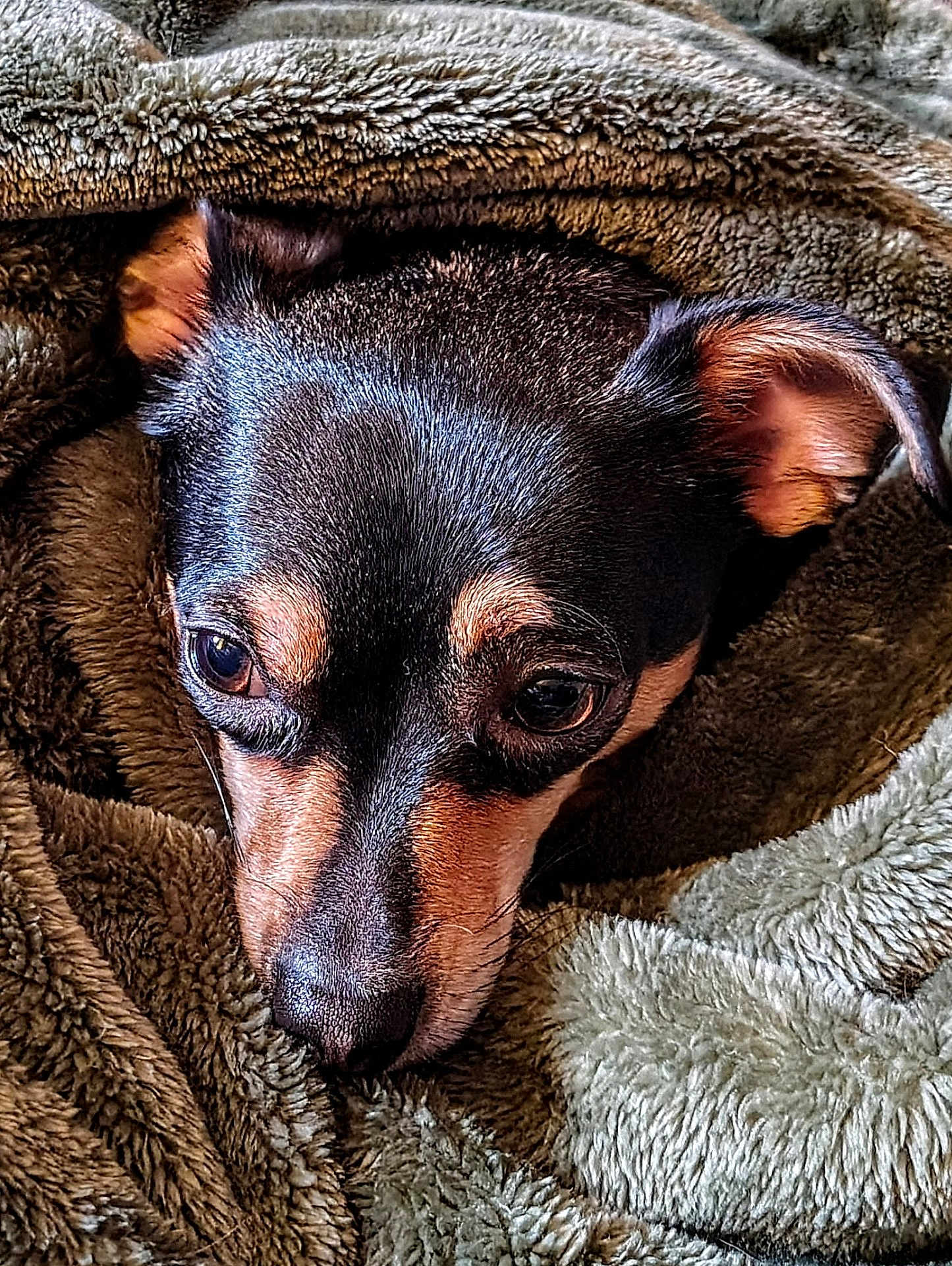 Sadie Mae joined the competition — help win amazing prizes! dog, pet, close_up, blanket, cozy, brown, fur, ears, animal, cute, comfort, resting, indoors, snuggled, soft_texture, expression, face, canine, warm, relaxed