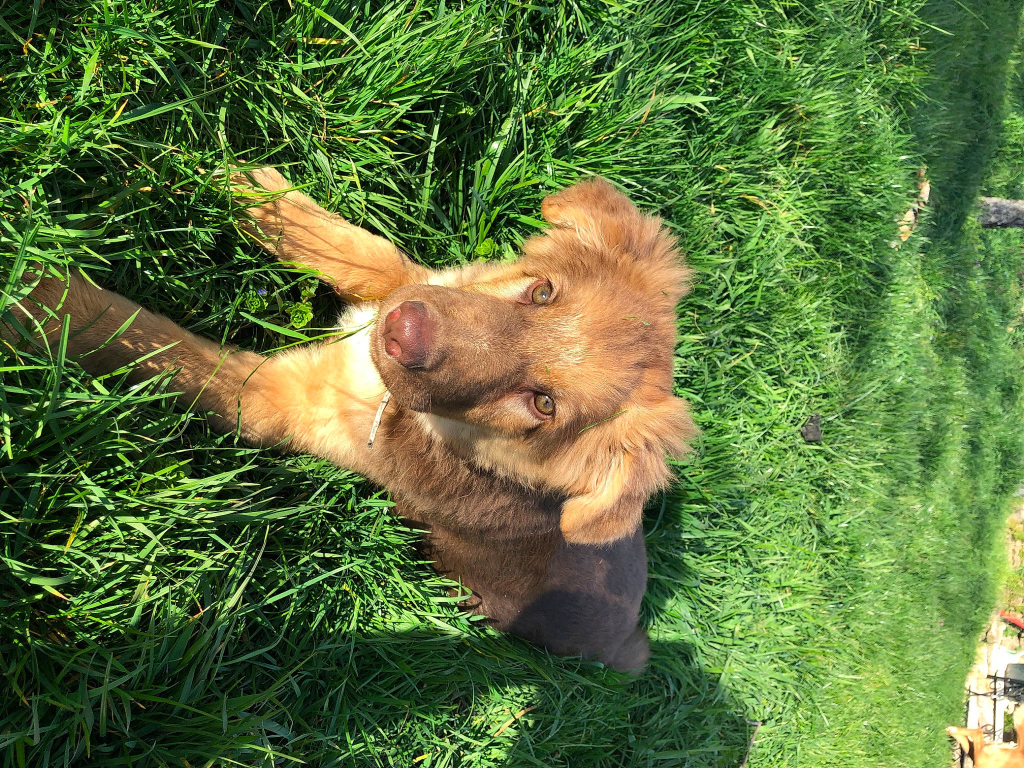 Peluche a rejoint le concours — aidez-le/la à gagner de superbes lots ! airedale_terrier, canidae, carnivore, companion_dog, dog, dog_breed, fawn, german_shepherd_dog, grass, norwich_terrier, plant, puppy, sporting_group, tree, welsh_terrier