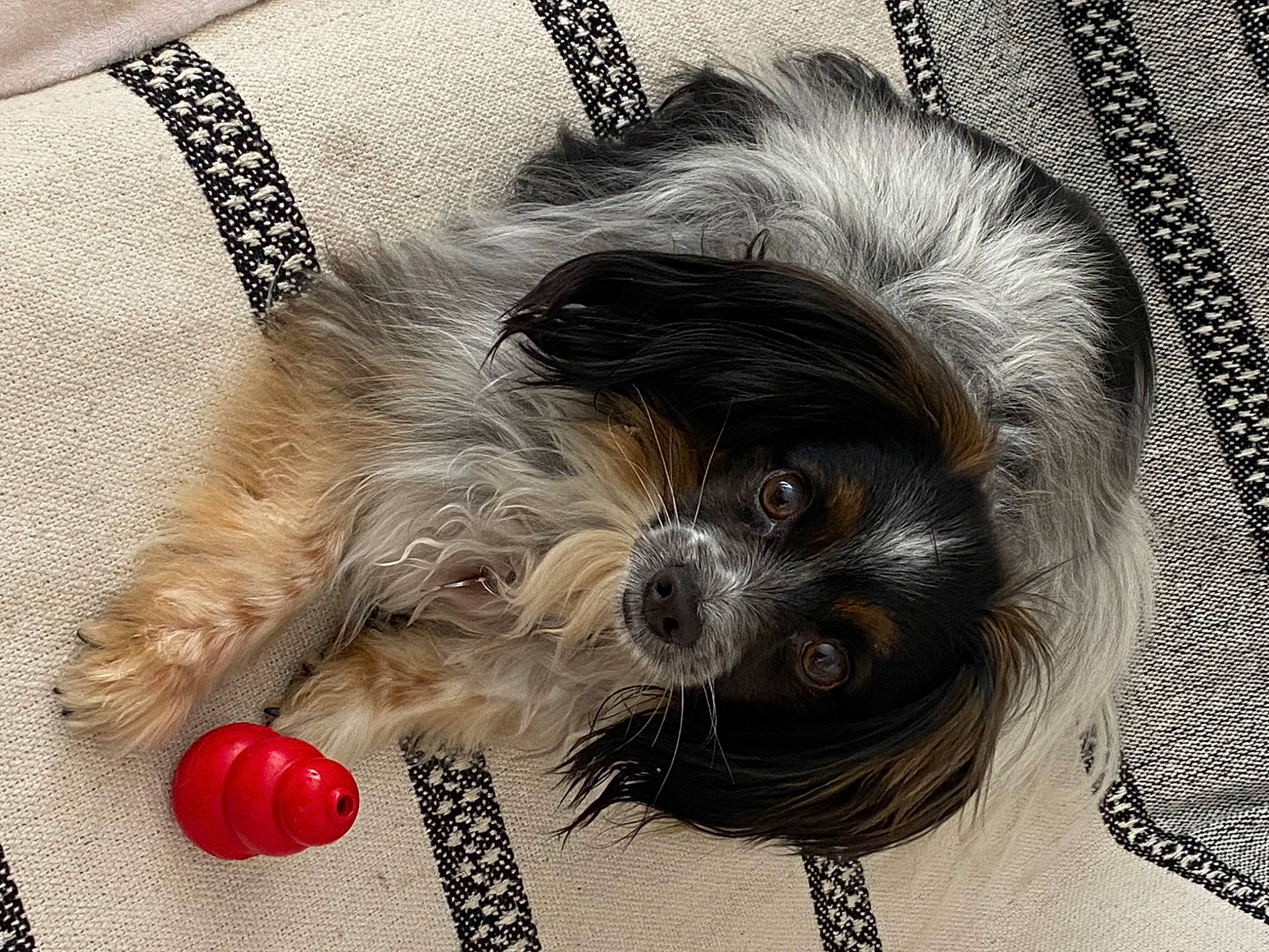 Sun participe au concours pour gagner de l'argent avec cette photo : canidae, carnivore, collar, companion_dog, dog, dog_breed, dog_collar, dog_supply, eyewear, fawn, fur, glasses, goggles, grey, snout, sporting_group, sunglasses, toy_dog, whiskers, working_animal