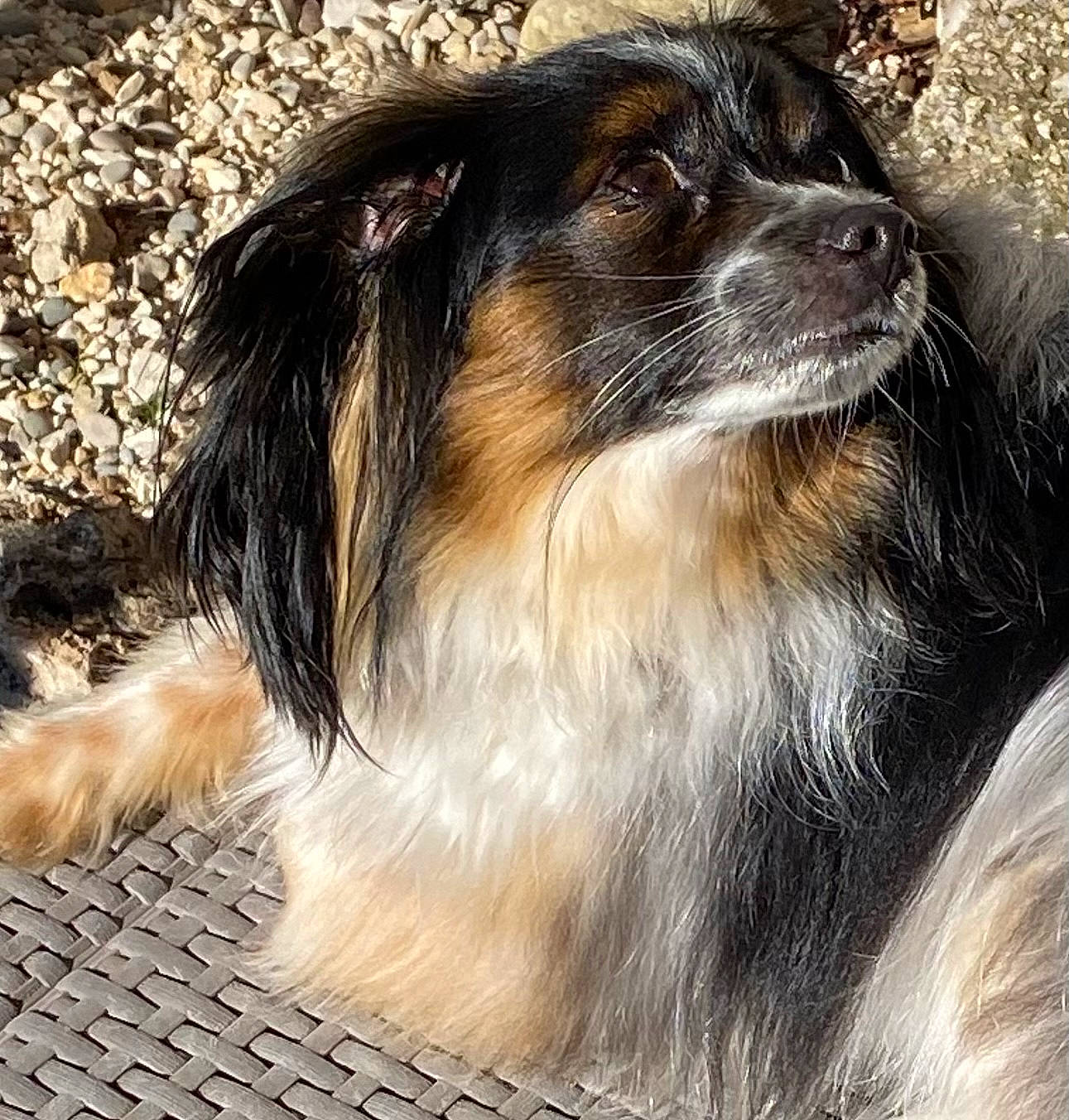 Sun a rejoint le concours — aidez-le/la à gagner de superbes lots ! canidae, carnivore, companion_dog, dog, dog_breed, fur, herding_dog, liver, snout, sporting_group, staple_food, terrestrial_animal, toy_dog, whiskers, working_animal, working_dog