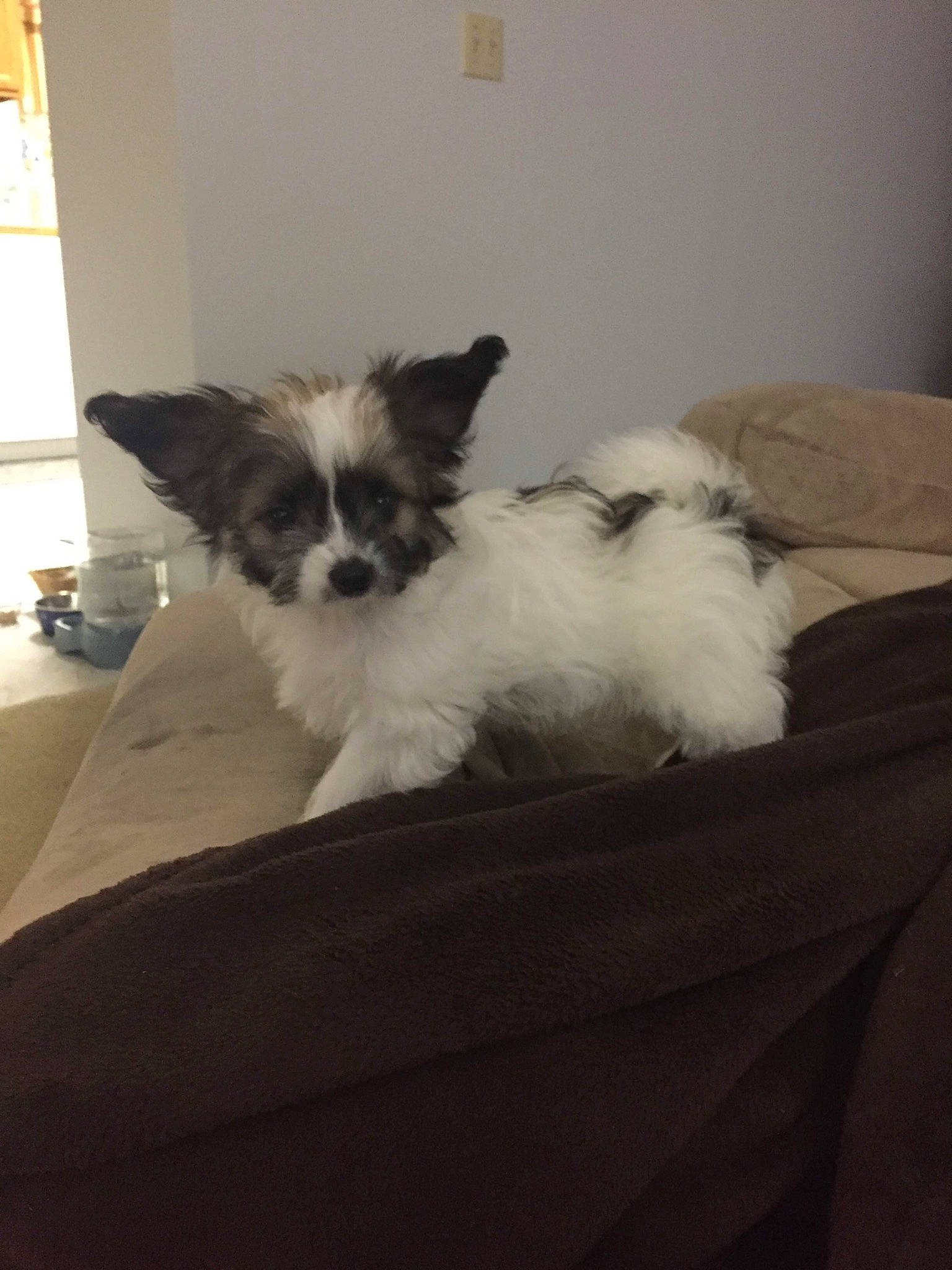 Rocky is registered to the contest to win money with this photo: birman, canidae, carnivore, cat, companion_dog, dog, dog_breed, fawn, felidae, kitten, lhasa_apso, mammal, papillon, puppy, ragdoll, shih_tzu, small_to_medium_sized_cats, sporting_group, toy_dog, whiskers