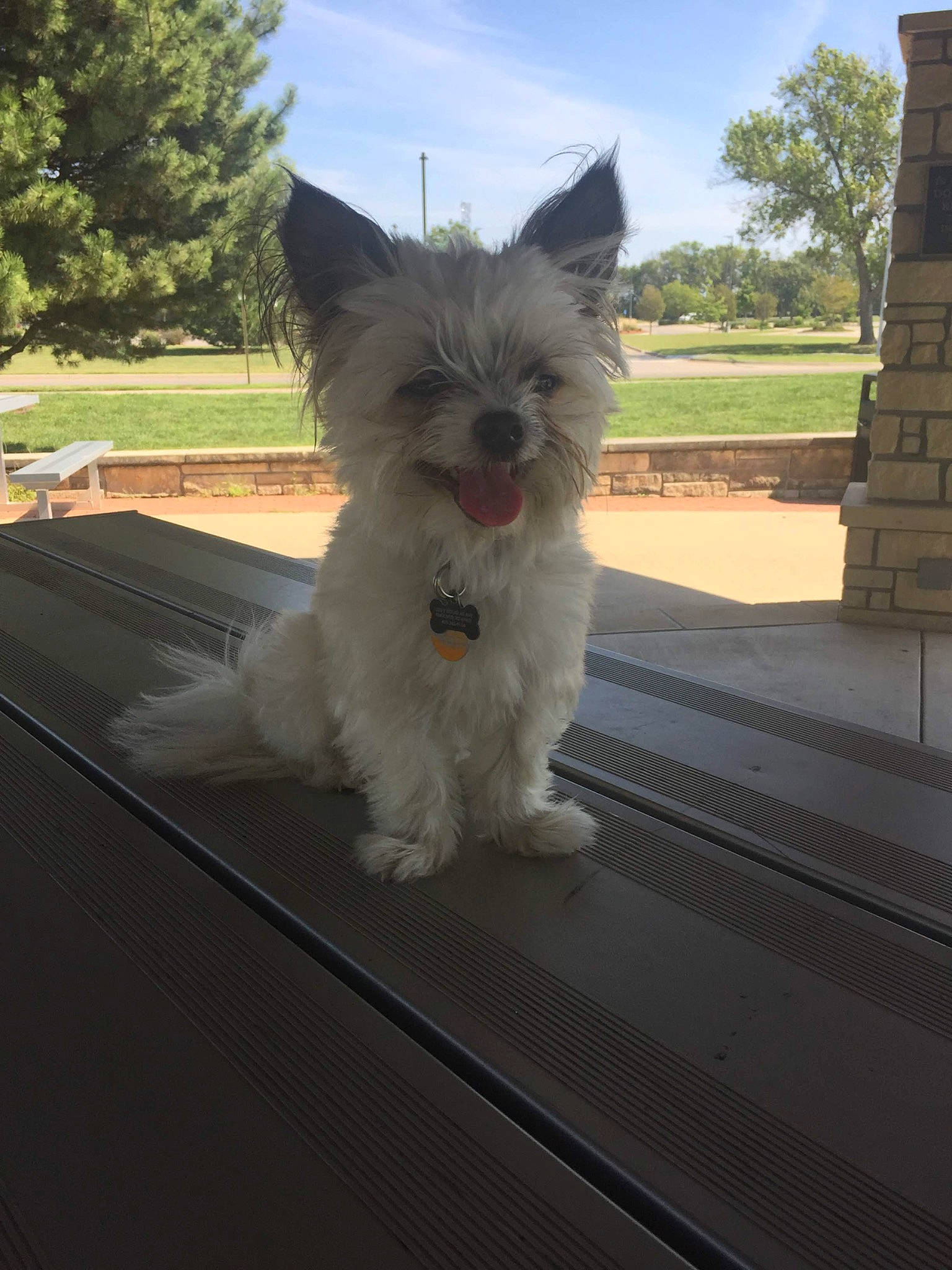 Rocky joined the competition — help win amazing prizes! biewer_terrier, cairn_terrier, canidae, carnivore, companion_dog, dog, dog_breed, fawn, mammal, morkie, norwich_terrier, puppy, rare_breed_dog, small_terrier, snout, terrier, toy_dog, vertebrate, west_highland_white_terrier, yorkshire_terrier