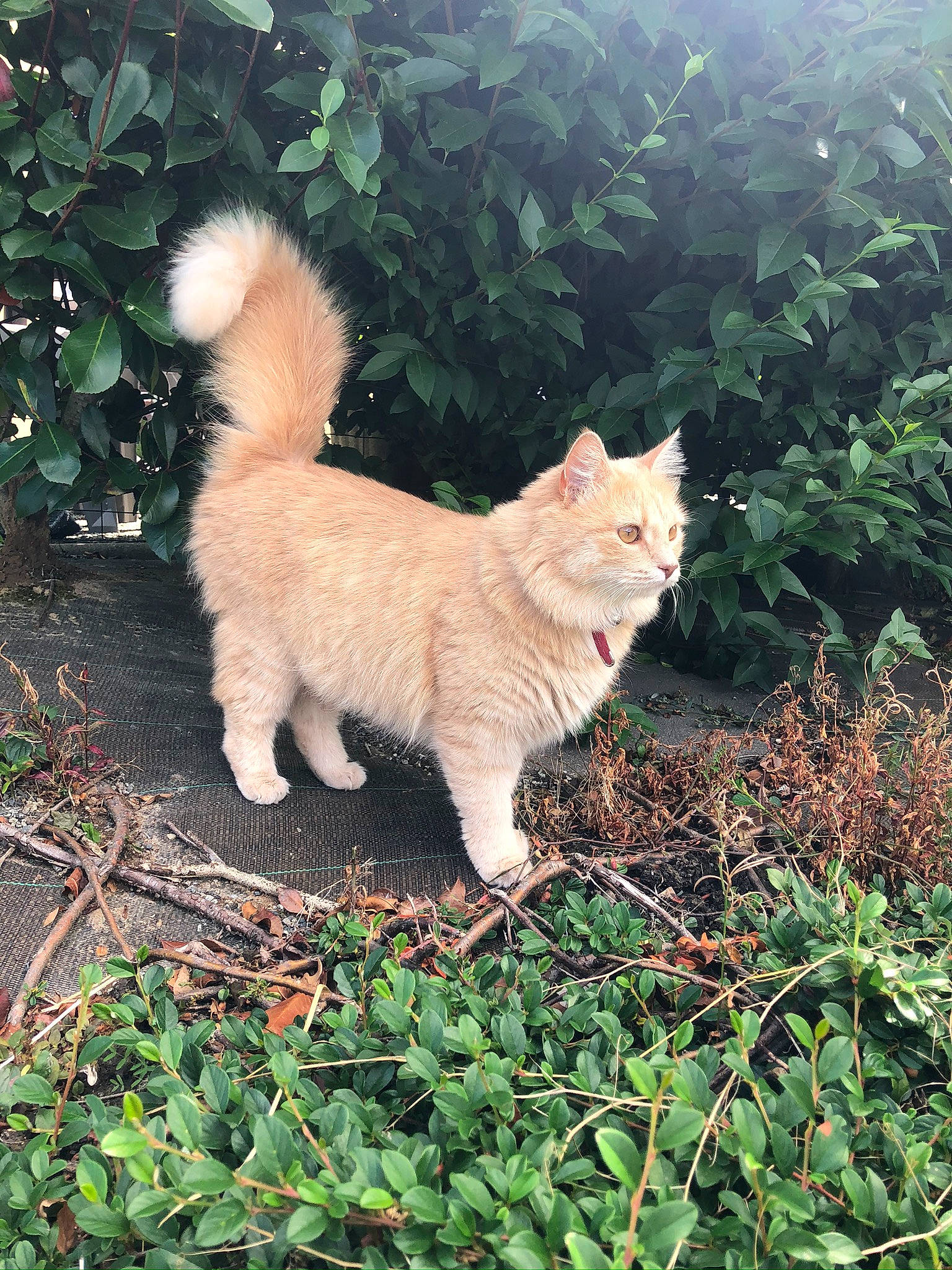 Guapa a rejoint le concours — aidez-le/la à gagner de superbes lots ! canidae, carnivore, cat, companion_dog, dog_breed, european_shorthair, fawn, felidae, grass, kurilian_bobtail, mammal, small_to_medium_sized_cats, tail, turkish_angora, vertebrate, whiskers