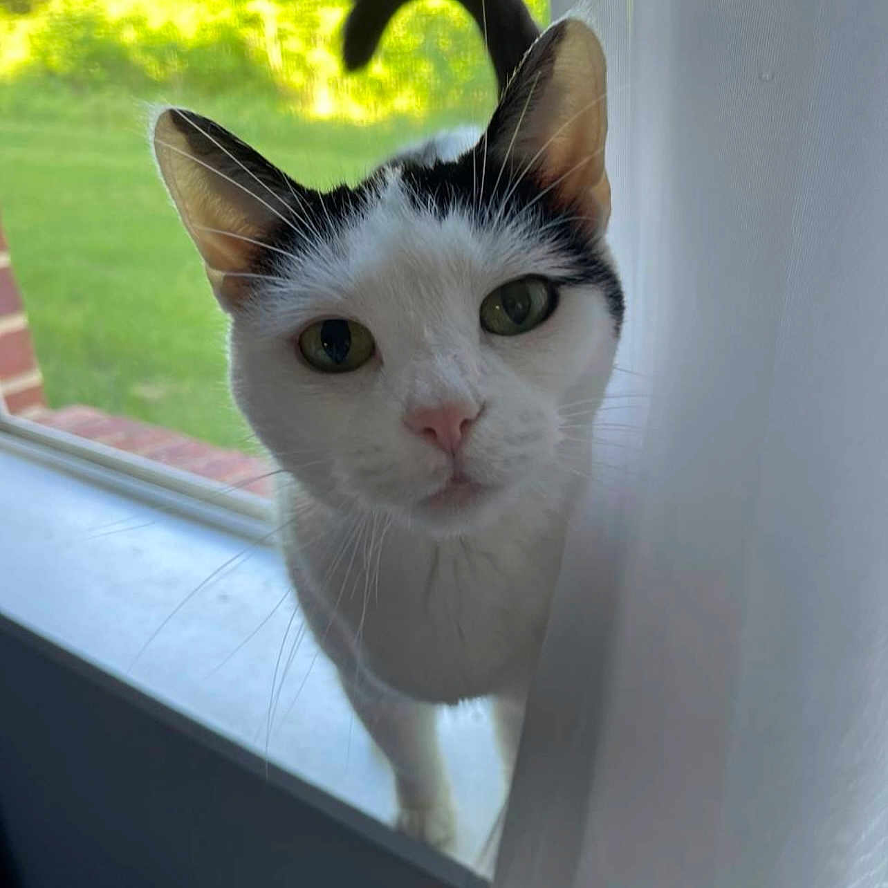 Luna is registered to the contest to win money with this photo: