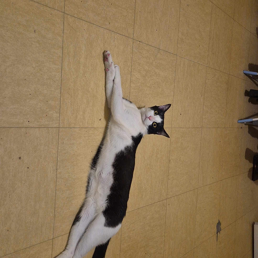 Airon participe au concours pour gagner de l'argent avec cette photo : cat, black_and_white, floor, tiled_floor, pet, animal, indoor, curious, lying_down, stretching, whiskers, tail, paws, looking, relaxed, home, domestic, fur, cute, mammal