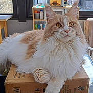 Savannah participe au concours pour gagner de l'argent avec cette photo : cat, fluffy_cat, orange_and_white_cat, cardboard_box, glass_table, indoor, window, plant, wooden_table, chair, blanket, bag, cushioned_chair, floor_tiles, natural_light, pet, feline, relaxed, domestic_animal, home_interior