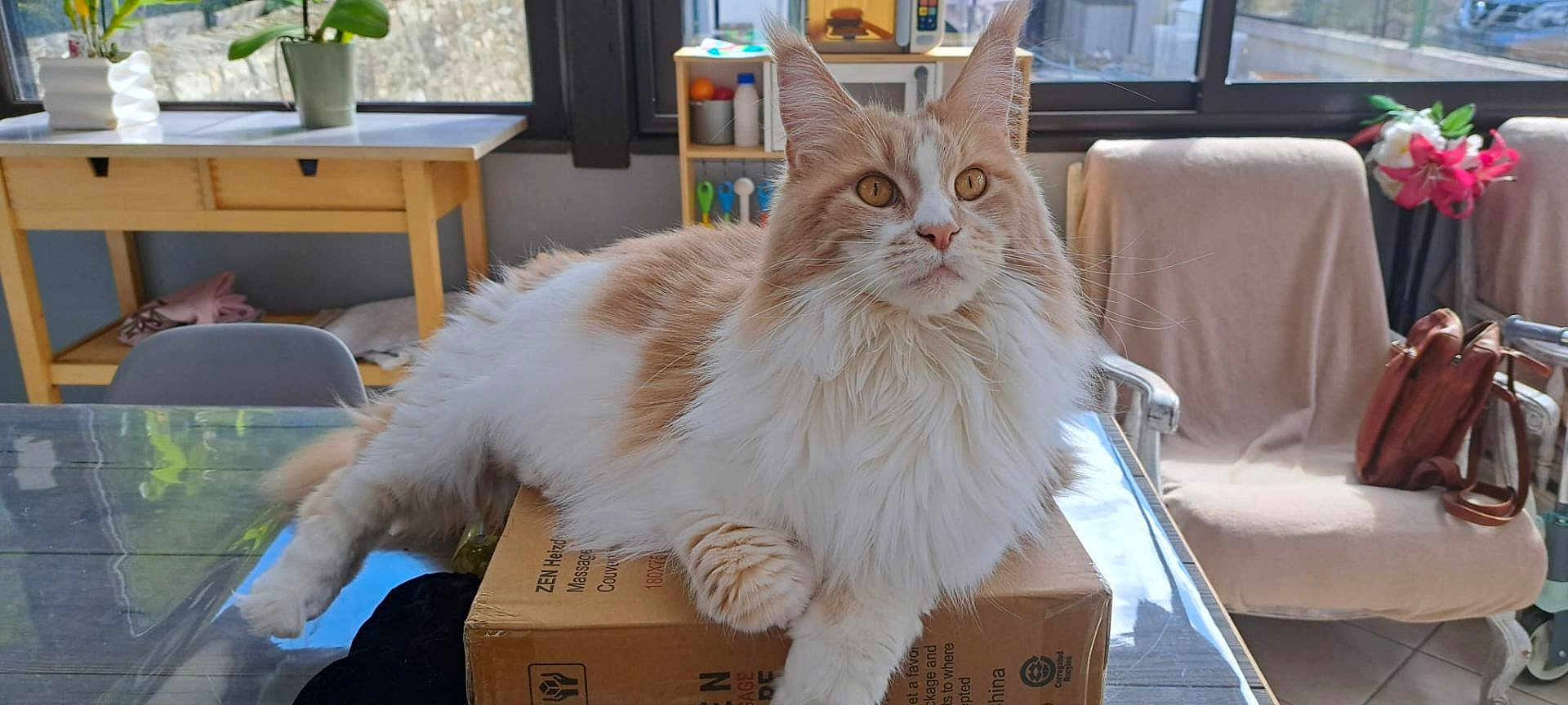 Savannah participe au concours pour gagner de l'argent avec cette photo : cat, fluffy_cat, orange_and_white_cat, cardboard_box, glass_table, indoor, window, plant, wooden_table, chair, blanket, bag, cushioned_chair, floor_tiles, natural_light, pet, feline, relaxed, domestic_animal, home_interior