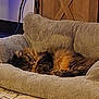 cat, tabby, sleeping, pet_bed, cozy, indoor, furniture, carpet, wooden_cabinet, fur, resting, animal, cute, home, relaxation, calm, soft, brown, orange, domestic_cat