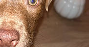 Rio a rejoint le concours — aidez-le/la à gagner de superbes lots ! puppy, dog, brown_fur, close_up, curious, eye, nose, indoor, floor, decoration, pumpkin, blurry_background, pet, animal, cute, young_dog, whiskers, snout, canine, alert