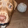puppy, dog, brown_fur, close_up, curious, eye, nose, indoor, floor, decoration, pumpkin, blurry_background, pet, animal, cute, young_dog, whiskers, snout, canine, alert