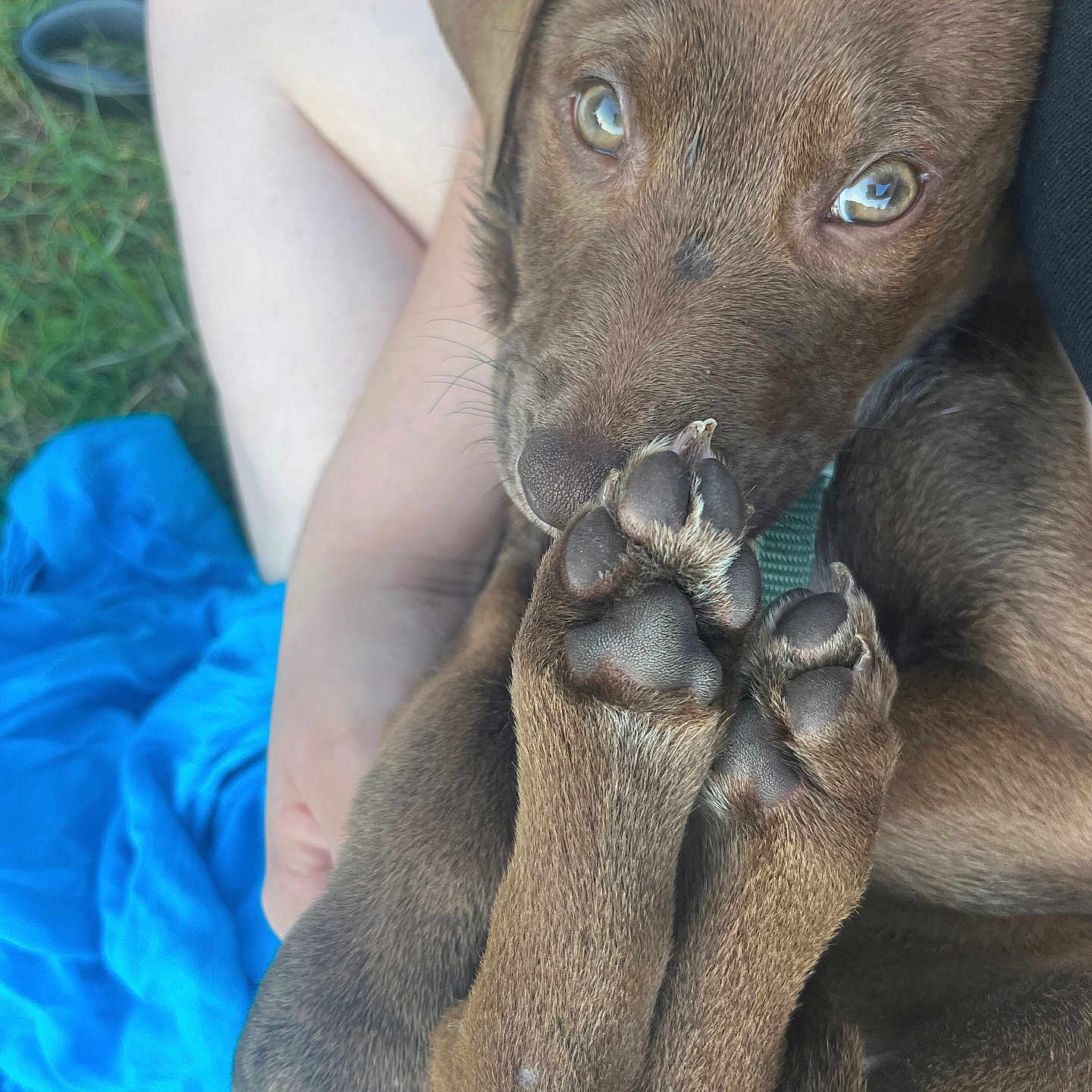 Rio a rejoint le concours — aidez-le/la à gagner de superbes lots ! puppy, dog, brown_fur, paw, close_up, outdoor, grass, person, lap, cuddle, pet, animal, cute, young_dog, fur, nose, eyes, relaxing, blue_cloth, skin