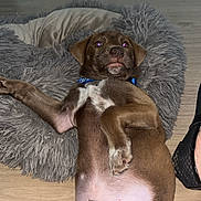 Rio participe au concours pour gagner de l'argent avec cette photo : puppy, dog, brown_dog, pet_bed, fluffy_bed, wooden_floor, indoor, lying_down, playful, young_dog, collar, curious_expression, pet, animal, domestic_animal, footwear, shoe, relaxed, cute, pet_owner