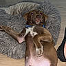 puppy, dog, brown_dog, pet_bed, fluffy_bed, wooden_floor, indoor, lying_down, playful, young_dog, collar, curious_expression, pet, animal, domestic_animal, footwear, shoe, relaxed, cute, pet_owner
