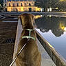 Rio participe au concours pour gagner de l'argent avec cette photo : dog, leash, reflecting_pool, stone_ledge, building, urban, evening, trees, reflection, quiet, calm, outdoor, pet, animal, canine, walk, twilight, architecture, park, serene