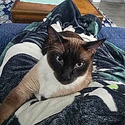 Floki joined the competition — help win amazing prizes! animal, blanket, blue_eyes, cat, comfort, cozy, domestic_cat, floor, fur, furniture, home, indoor, living_room, looking_up, pet, resting, siamese_cat, tile_floor, whiskers, wooden_chest