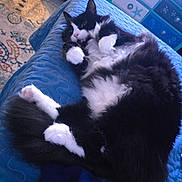 Lucky joined the competition — help win amazing prizes! animal, bed, black_and_white, cat, cozy, curled_paws, cute, domestic_cat, fluffy, fur, furniture, home, indoor, pet, playful, quilt, relaxed, resting, tail, whiskers