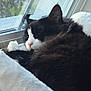 animal, bed, black_and_white, calm, cat, close_up, cozy, cute, domestic, fluffy, fur, indoor, natural_light, paw, pet, relaxation, resting, screen, sleeping, window