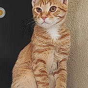 Simba participe au concours pour gagner de l'argent avec cette photo : cat, orange_tabby, feline, pet, animal, indoor, cabinet, curious, whiskers, ears, fur, portrait, looking_away, sitting, wall, beige, texture, domestic, closeup, young_cat