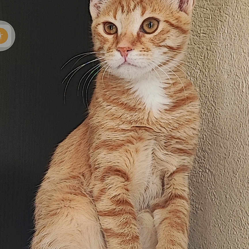 Simba participe au concours pour gagner de l'argent avec cette photo : animal, beige, cabinet, cat, closeup, curious, domestic, ears, feline, fur, indoor, looking_away, orange_tabby, pet, portrait, sitting, texture, wall, whiskers, young_cat