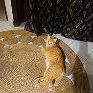 Simba a rejoint le concours — aidez-le/la à gagner de superbes lots ! animal, cat, cozy, curious, curtains, domestic_animal, feline, floor, ginger_cat, home_interior, indoor, looking_back, lying_down, patterned_curtains, pet, relaxed, resting, rug, tile_floor, woven_rug