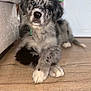 adorable, animal, canine, closeup, companion, crossed_paws, curious_eyes, cute, dog, domestic, fluffy, furry, indoor, merle, pet, portrait, puppy, relaxed, wooden_floor, young_dog