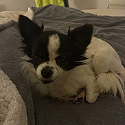 Chanel joined the competition — help win amazing prizes! dog, small_dog, black_and_white, curled_up, blanket, bed, indoor, cozy, resting, fur, pet, animal, cute, sleepy, ears, tail, paw, lying_down, closeup, domestic