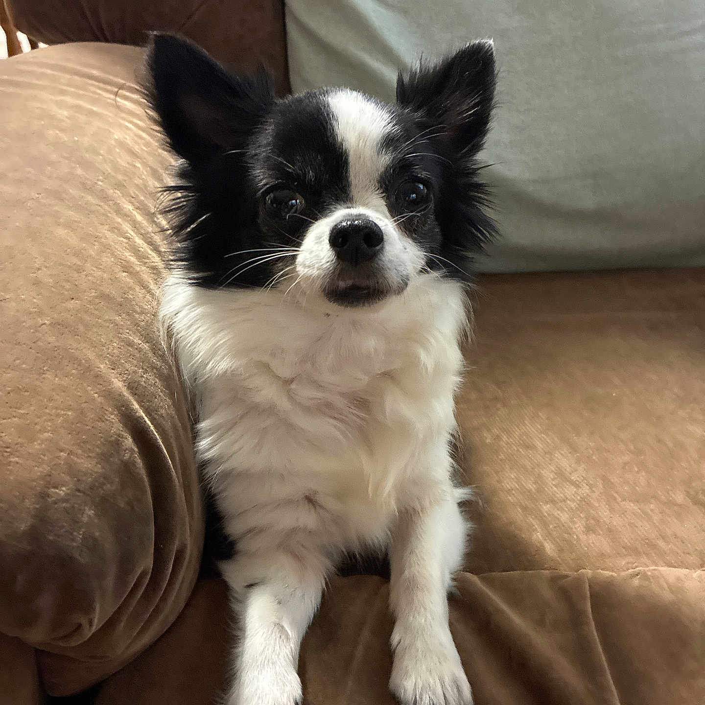 Chanel participe au concours pour gagner de l'argent avec cette photo : animal, black_and_white, chihuahua, companion, couch, cozy, cute, dog, domestic, ears_up, friendly, fur, furniture, home, indoor, looking_at_camera, pet, relaxed, sitting, small_dog