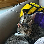 Kratos And Athena joined the competition — help win amazing prizes! animal, blanket, cat, close_up, companion, couch, cozy, cute, domestic_animal, feline, fur, indoor, pets, relaxation, resting, sleeping, snuggling, soft, tabby_cat, two_cats