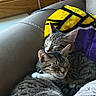 animal, blanket, cat, close_up, companion, couch, cozy, cute, domestic_animal, feline, fur, indoor, pets, relaxation, resting, sleeping, snuggling, soft, tabby_cat, two_cats