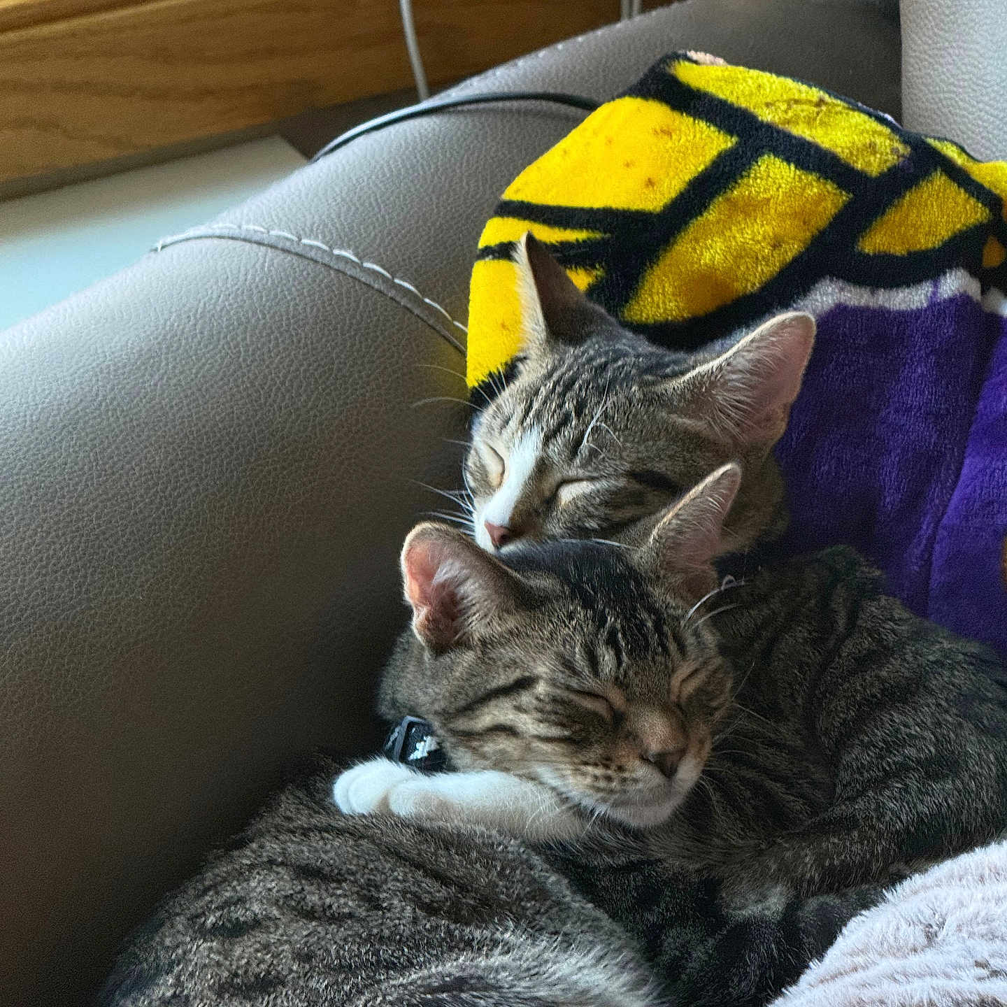 Kratos And Athena joined the competition — help win amazing prizes! animal, blanket, cat, close_up, companion, couch, cozy, cute, domestic_animal, feline, fur, indoor, pets, relaxation, resting, sleeping, snuggling, soft, tabby_cat, two_cats