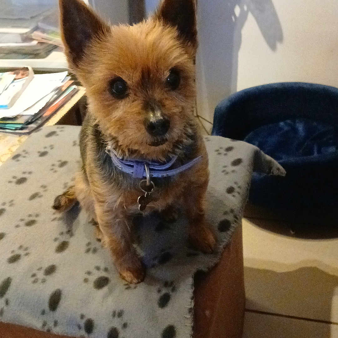 Caramel participe au concours pour gagner de l'argent avec cette photo : dog, puppy, small_dog, pointy_ears, brown_fur, black_nose, collar, pet_tag, sitting, portrait, indoors, living_room, ottoman, footstool, paw_prints, furniture, books, papers, shelves, shadow
