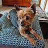 Caramel participe au concours pour gagner de l'argent avec cette photo : dog, yorkshire_terrier, small_dog, pet, animal, portrait, close_up, lying_down, sitting, pointy_ears, long_snout, brown_fur, gray_fur, collar, cushion, patterned_fabric, indoors, wooden_cabinet, tiled_floor, magazines