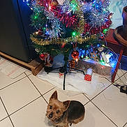 Caramel participe au concours pour gagner de l'argent avec cette photo : dog, yorkshire_terrier, small_dog, pet, animal, christmas_tree, christmas, holiday, festive, ornaments, tinsel, string_lights, colorful_lights, snow_blanket, nutcracker, gift_box, indoor, tile_floor, portrait, sitting