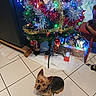 dog, yorkshire_terrier, small_dog, pet, animal, christmas_tree, christmas, holiday, festive, ornaments, tinsel, string_lights, colorful_lights, snow_blanket, nutcracker, gift_box, indoor, tile_floor, portrait, sitting
