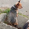 dog, small_dog, puppy, terrier, animal, pet, collar, sitting, outdoor, concrete, steps, pavement, grass, garden, sidewalk, profile, brown_fur, black_fur, candid, camouflage_clothing
