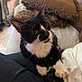Dexter is registered to the contest to win money with this photo: cat, black_and_white, whiskers, paw, lap, cushion, sofa, indoor, pet, feline, curious, yellow_eyes, close_up, fur, home, comfort, resting, person, jeans, white_shirt