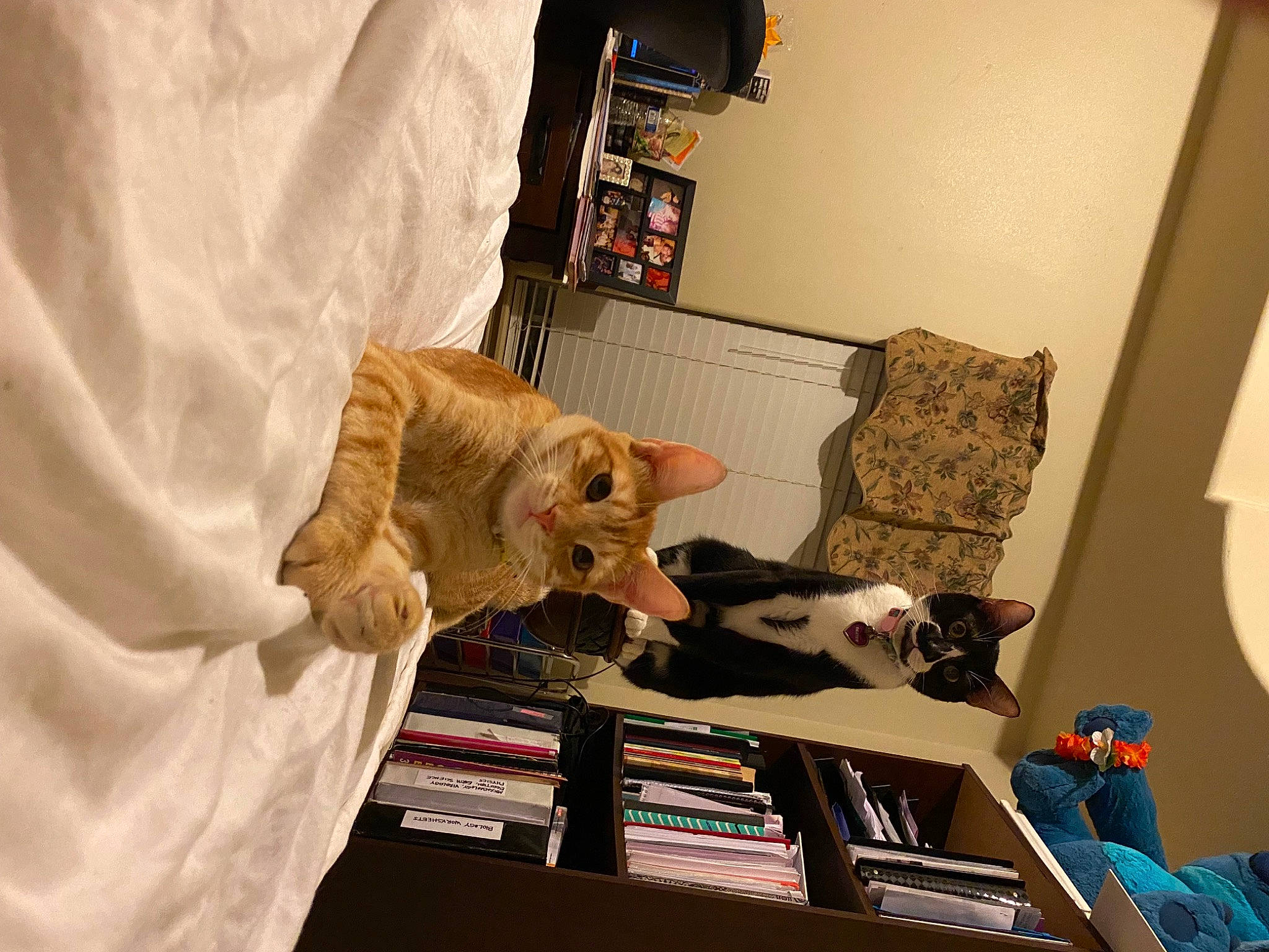 Dexter joined the competition — help win amazing prizes! bag, bookcase, carnivore, cat, chair, comfort, couch, fashion_design, felidae, flooring, fur, linens, pattern, room, shelf, shelving, sleeve, small_to_medium_sized_cats, visual_arts, wood