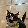 Dexter is registered to the contest to win money with this photo: cat, tuxedo_cat, pet, indoor, floor, tile, collar, black_and_white, whiskers, curious, wide_eyes, sitting, animal, feline, domestic_cat, looking_up, close_up, cute, alert, young_cat