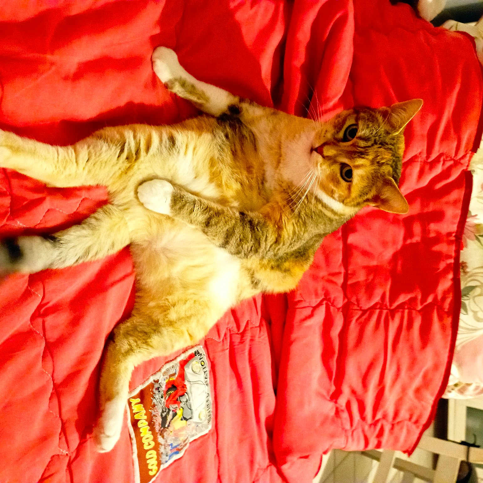 Minette