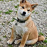 Daïki a rejoint le concours — aidez-le/la à gagner de superbes lots ! animal, canine, collar, curious, cute, dog, ears, fur, grass, gravel, head_tilt, nature, outdoor, pet, puppy, shiba_inu, sitting, tag, tail, young