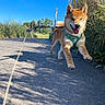 animal, blue_sky, canine, daytime, dog, grass, greenery, happy, harness, leash, motion, nature, outdoor, pet, playful, road, running, shiba_inu, smiling, sunny