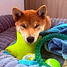 Daïki participe au concours pour gagner de l'argent avec cette photo : animal, bed, blanket, colorful, comfort, cozy, cute, dog, ears, fur, indoor, nose, pet, relaxed, resting, shiba_inu, sleepy, soft, star_pillow, toy