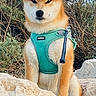 alert, animal, animal_portrait, bushes, calm, canine, cute, daylight, dog, fur, harness, leash, nature, outdoor, pet, portrait, rock, shiba_inu, sitting, wild