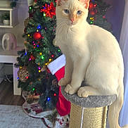 Romeo is registered to the contest to win money with this photo: cat, indoor, christmas_tree, ornaments, lights, holiday, festive, blue_eyes, cream_colored, cat_perch, furniture, cozy, decorations, living_room, stocking, floor_rug, curtains, wood_floor, sitting, pet
