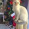 cat, indoor, christmas_tree, ornaments, lights, holiday, festive, blue_eyes, cream_colored, cat_perch, furniture, cozy, decorations, living_room, stocking, floor_rug, curtains, wood_floor, sitting, pet