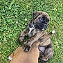 puppy, dog, grass, playful, outdoor, animal, pet, brown, brindle, fur, cute, young, nature, paw, tail, lying_down, mischievous, two_animals, close_up, daylight