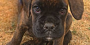 Ashka participe au concours pour gagner de l'argent avec cette photo : puppy, dog, brindle, close_up, grass, outdoor, animal, pet, cute, young, floppy_ears, face, sitting, curious, brown, black, nose, eyes, nature, adorable